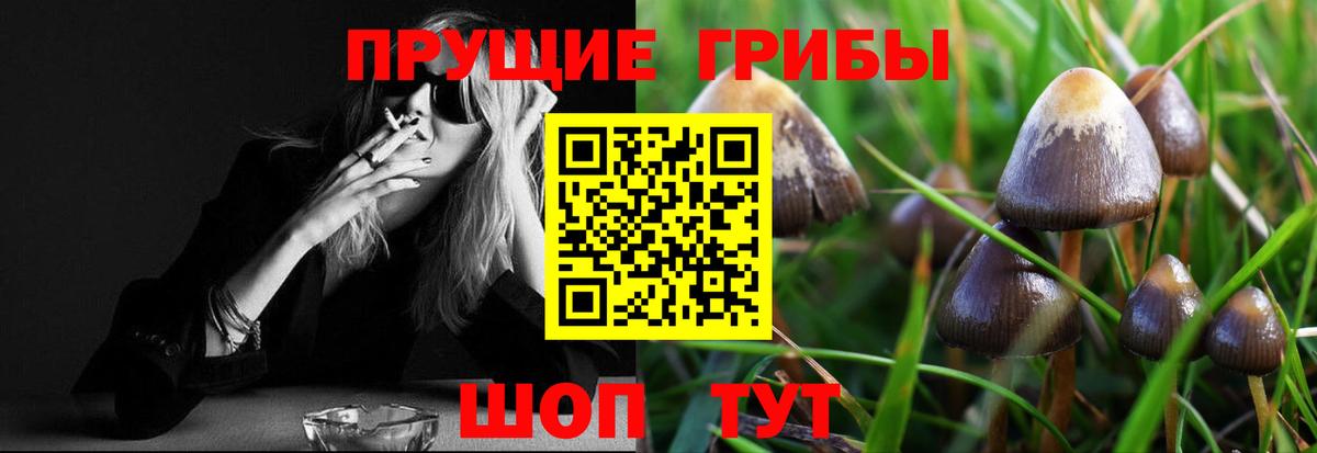 Волхов  Галлюциногенные грибы прущие грибы  Вход с VPN 
